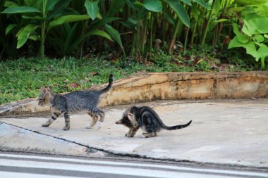 Sokak kedileri açık alanda huzur içinde dinleniyor.