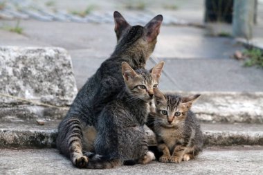 Sokak kedileri açık alanda huzur içinde dinleniyor.