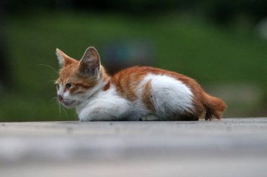 Dışarıda dinlenen küçük kırmızı ve beyaz kedi yavrusu portresi.