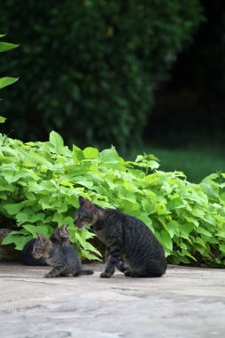 Sokak kedisi ailesi arka bahçede dinleniyor.