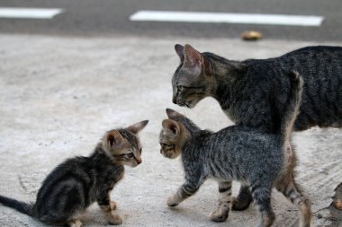 Rahatlamış kedi grubuyla açık hava sahnesi