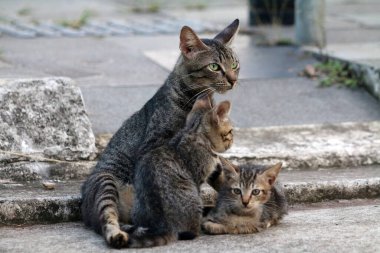 Sokak kedisi ailesi arka bahçede dinleniyor.