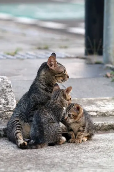 Açık hava kedileri gerçek yaşam alanlarında yakalandılar.
