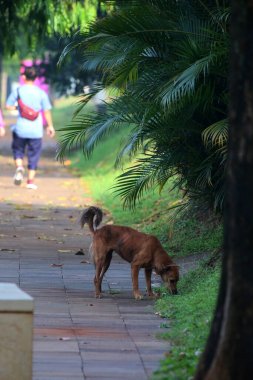 Belçika çoban köpeği parkta yürüyor 