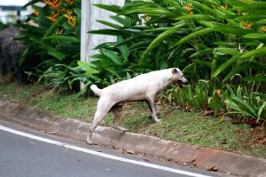 dog walking on path in the park