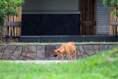 Belçika çoban köpeği parkta yürüyor 