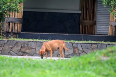 Belçika çoban köpeği parkta yürüyor 