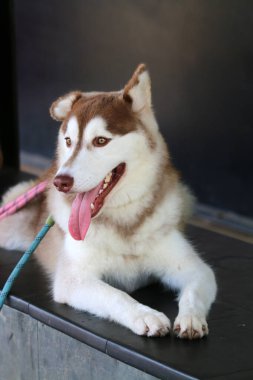 Köpek cinsi Sibirya kurdu. Yakın plan portre. 