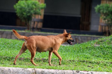 Belçika çoban köpeği parkta yürüyor 