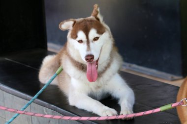 Köpek cinsi Sibirya kurdu. Yakın plan portre. 