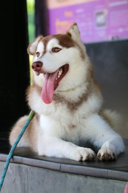 Köpek cinsi Sibirya kurdu. Yakın plan portre. 