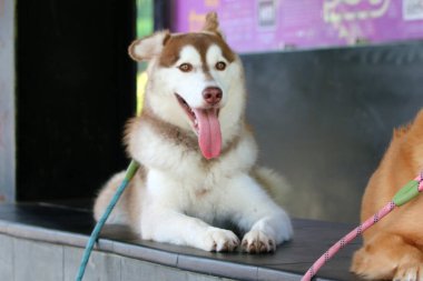 Köpek cinsi Sibirya kurdu. Yakın plan portre. 