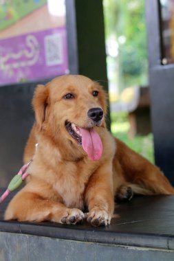 Golden Retriever köpeği. Açık hava portresini kapat. 