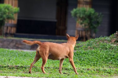 Belçika çoban köpeği parkta yürüyor 