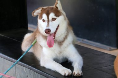 Köpek cinsi Sibirya kurdu. Yakın plan portre. 