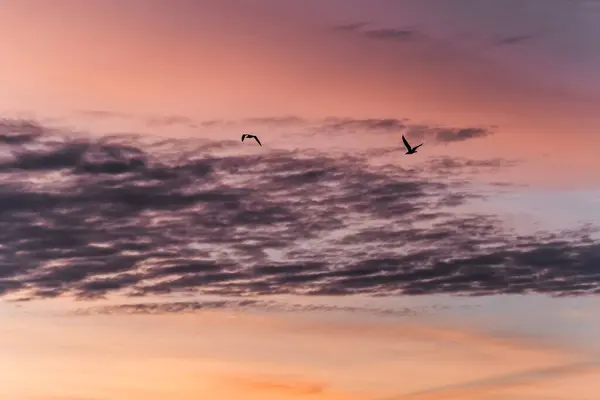 sunset sky and clouds, birds and freedom