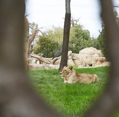 Arka planda hayvanat bahçesindeki çimlerin üzerinde dinlenen aslan portresi.
