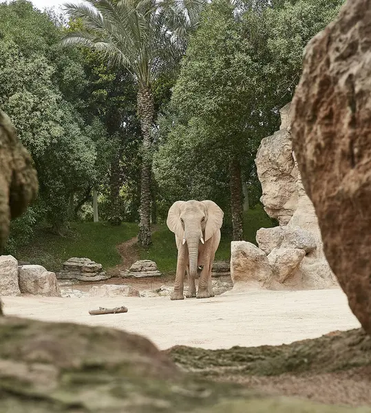 Valencia 'daki Bioparc' taki hayvanlar, İspanya 