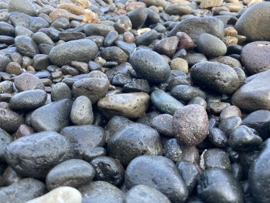 Kumsalda ıslak gri mercanlar