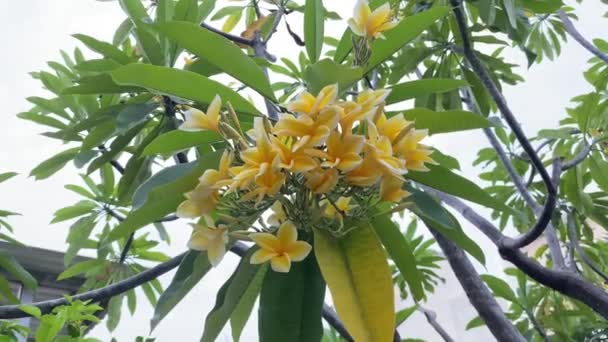 Templetree Frangipani Plumeria Rubra Una Planta Hoja Caduca Sido Ampliamente — Vídeo de stock