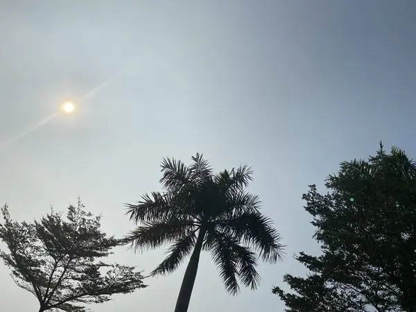 stock image Low-angle shot of trees. Low angle silhouette of coconut palm tree between two other trees with clear blue sky and sun with bright sunlight in the middle of the summer day time as background.