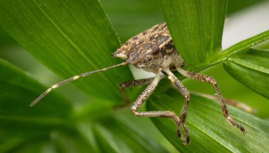 Halyomorpha halys, also known as the brown marmorated stink bug, or simply the stink bug, is an insect in the family Pentatomidae that is native to China. clipart