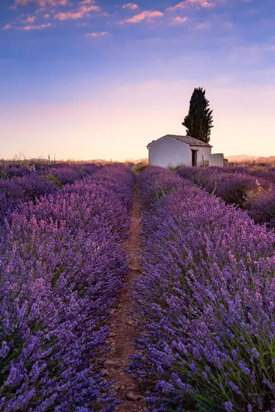 Plateau de Valensole 'daki lavanta tarlaları ve yazları taş bir ev. Alpes de Haute Provence, PACA Bölgesi, Fransa. Yüksek kalite fotoğraf