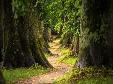Yoğun bir ormanın tam ortasında sarmal bir patika var. Etrafı tamamen uzun ve yemyeşil ağaçlarla çevrili.