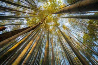 Yukarıya, yemyeşil bir bambu ormanına baktığınızda, canlı yeşil yapraklar arka plandaki berrak, parlak mavi gökyüzüne güzel bir şekilde karşı dururlar. Kyoto Arashiyama Bambu Ormanı.
