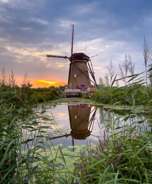 Su yüzeyinde yemyeşil kamışları ve zambakları olan ahşap çerçeveli geleneksel bir Hollanda yel değirmeni..