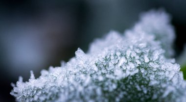 Detaylı bir yakın plan, bitki yüzeyine yapışan hassas buz kristallerini yakalar. Buz kristallerinin karmaşık oluşumları bulanık bir arkaplan ile vurgulanır..