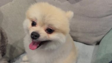 Sevimli bir Pomeranian köpeği gerçekten neşeli ve canlı bir ifade sergiliyor, her evcil hayvan medyası için mükemmel.