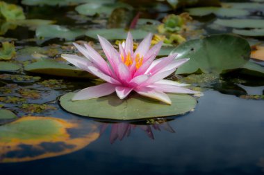 Narin pembe bir nilüfer, sakin bir gölette çiçek açmış. Yeşil nilüfer yaprakları yakınlarda yüzer ve su huzurlu bir doğal atmosfer oluşturarak çevreyi yansıtır..