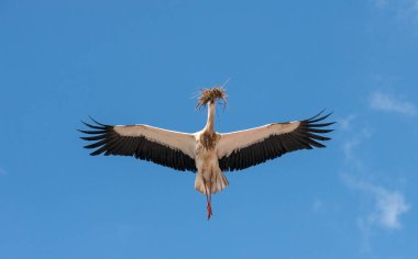 Beyaz bir leylek, kanatları geniş, açık mavi gökyüzünde süzülüyor. Muhtemelen yuva kurmak için gagasında bir dal ve dal yığını taşır. Sahne bahar ya da üreme mevsimi olduğunu gösteriyor..