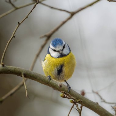 A blue tit sits calmly on a slender branch, surrounded by delicate twigs. Soft morning light highlights its vibrant yellow and blue feathers, showcasing natures beauty in serene surroundings.