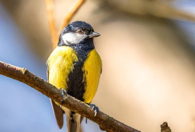 A great tit bird displays vibrant yellow and black plumage while perched on a branch. The sunlight illuminates its feathers, showcasing the beauty of nature in a serene setting.