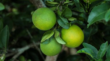 meyve sapında turuncu, yeşil portakallar