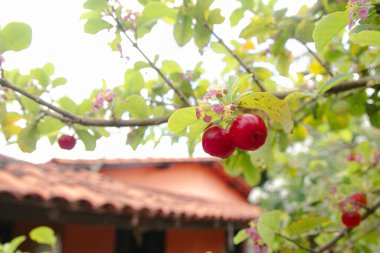 bunch with 2 ripe acerolas on the acerola tree clipart