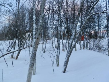 Kırmızı bir kulübe, Ocak ayında Tromso 'nun dışındaki bu noktada beyaz, karla kaplı orman manzarasını noktalıyor..