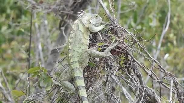 Esta Iguana Move Apenas Cabeça Enquanto Oscila Vento Com Arbusto — Vídeo de Stock