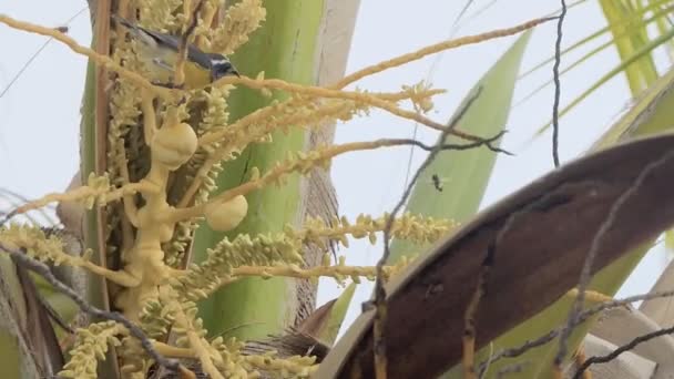 一种在当地被称为糖鸟 Sugar Bird 的香蕉水母 与黄蜂竞争椰子花的甜蜜蜜 在此过程中 鸟儿会撞击蜂群 最适合工作的人的生存 — 图库视频影像