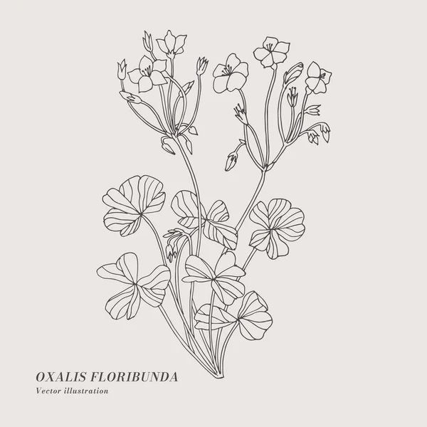 Dessin Main Vecteur Oxalis Floribunda Fleurs Illustration Carte Florale Botanique — Image vectorielle