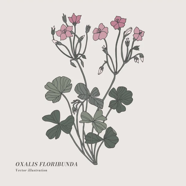 Handzeichnen Vektor Oxalis Floribunda Blumen Illustration Botanische Blumige Karte Auf — Stockvektor