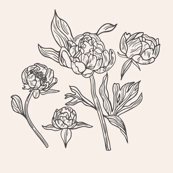 手绘矢量牡丹花插图 白色背景上的植物花卉卡 — 图库矢量图片