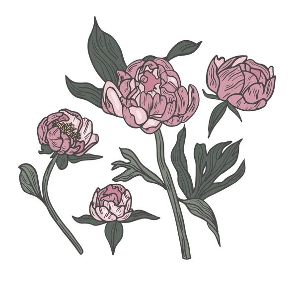 Χέρι Draw Διανυσματική Παιωνία Λουλούδια Εικόνα Floral Στεφάνι Βοτανική Κάρτα — Διανυσματικό Αρχείο
