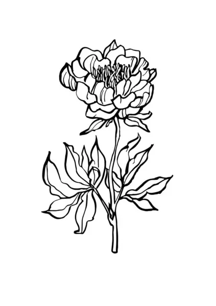 Vector Illustration Ink Sketch Peony Flowers Branch Art Prints Wall — Stock Vector