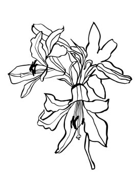 Vektör çizimi - zambak çiçekli mürekkep çizimi. Baskı, duvar sanatı, afiş, arkaplan