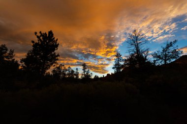 Gün batımı renkleriyle dolu bulutlar uzun ağaçların üzerinde sürükleniyor, yumuşak dokusu, ılık ışığı ve nazik hareketleriyle karamsar, dramatik bir gökyüzü yaratıyor, doğanın barışçıl güzelliğini yakalıyor ve gözünden yaşlar süzülüyor.