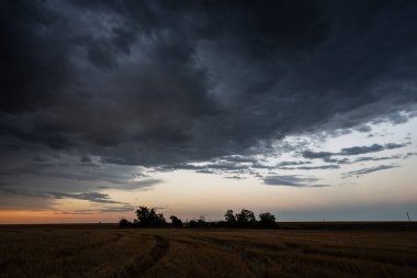 Fırtınanın önü, ürkütücü sarı gökyüzünün altında çayırlarda ilerler. Gölge, doku ve hareketle dolu dramatik, kasvetli bir sahne yaratır. Yorgun düşmenin güzelliğini ve tehlikesini yakalar.