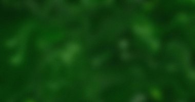 Soyut Yeşil Arkaplan Doğa Dokusunun Odak Noktası Bulanık Açık Açık Yeşil Gölgeler